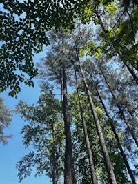 a group of tall trees with green leaves and a blue sky